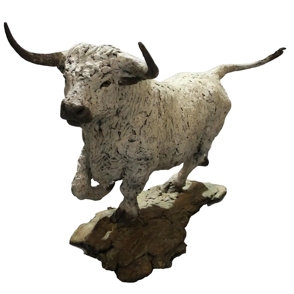 White Park Bull - 2017