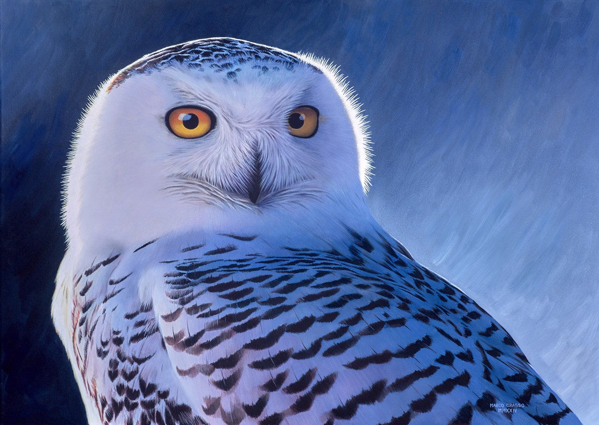 Snowy Owl II