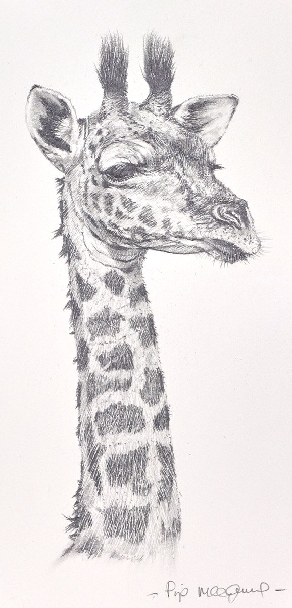 Baby Giraffe