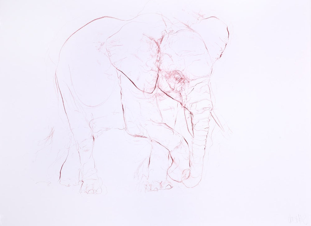 Young Elephant Sketch XIII
