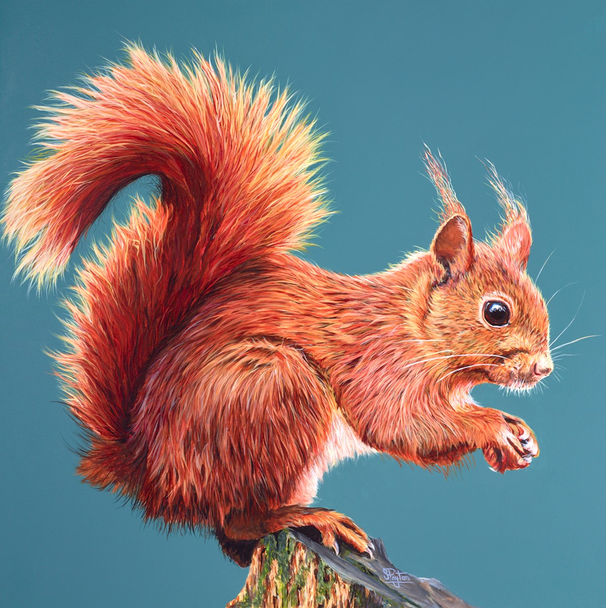 Rufus (Red Squirrel)