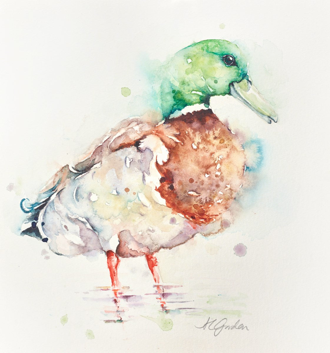 Mallard Drake
