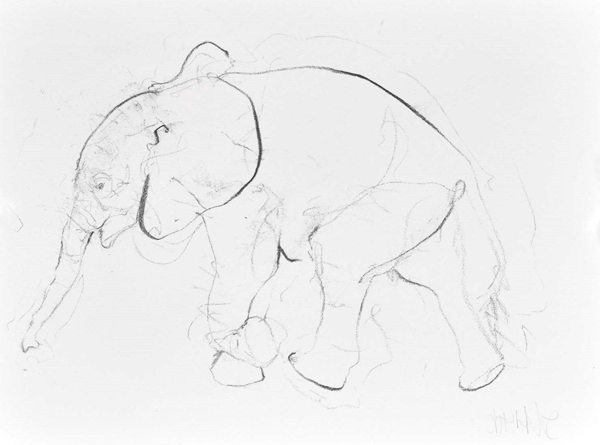 Elephant Study XVIII