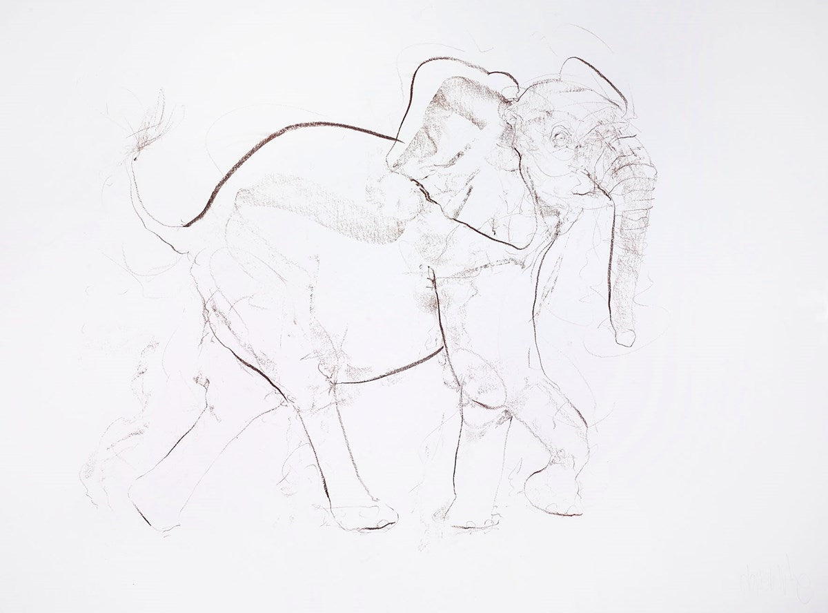 Young Elephant XVII