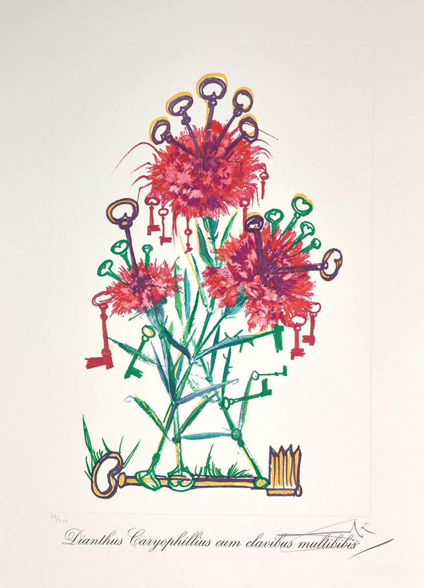 Dianthus carophillius cum clavinibus multibibis