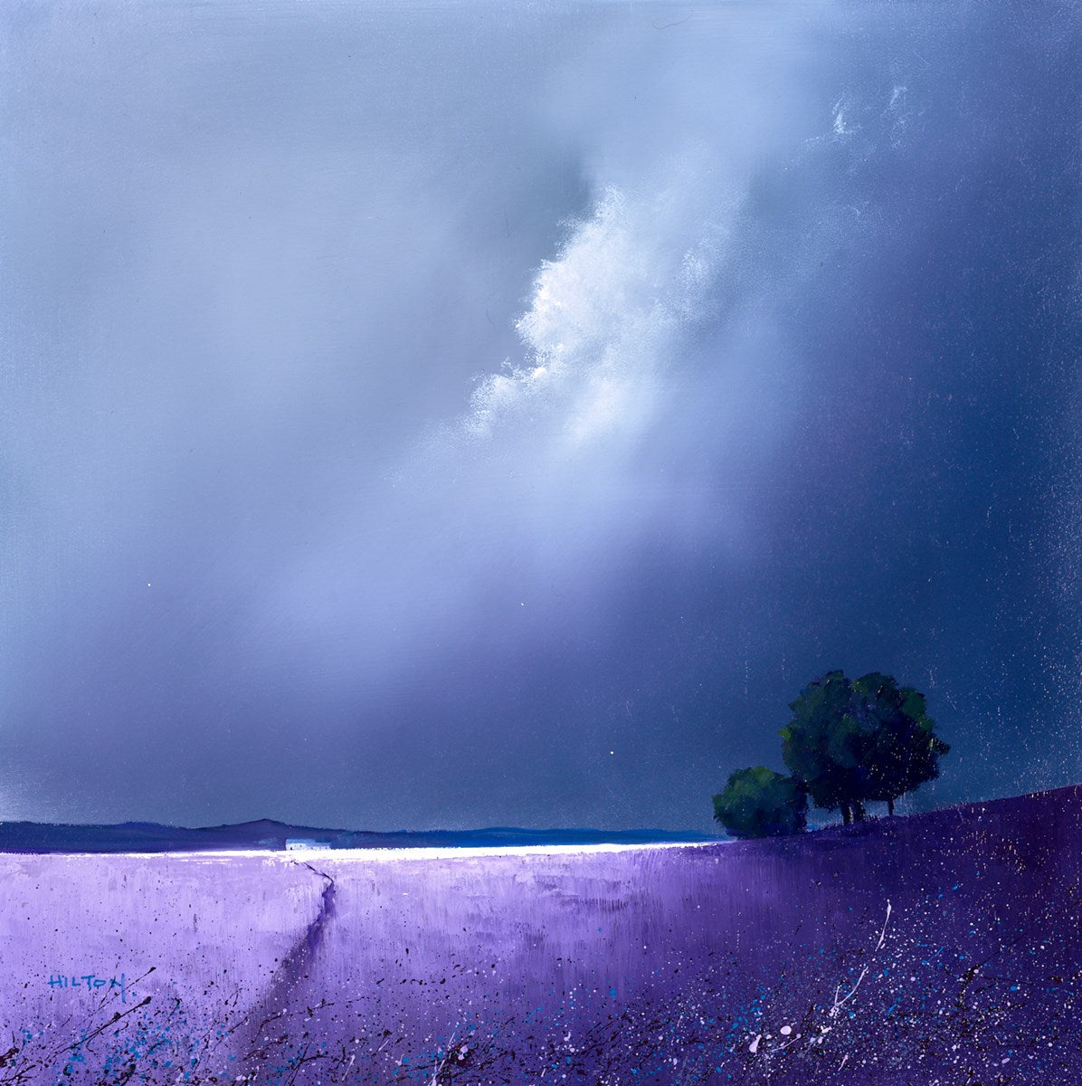 Purple Fields of Lavender