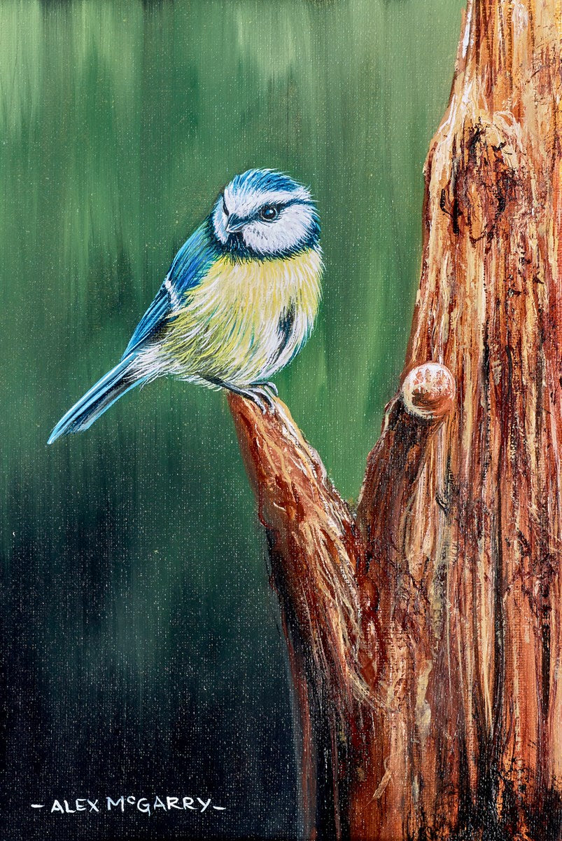 Resting Blue Tit