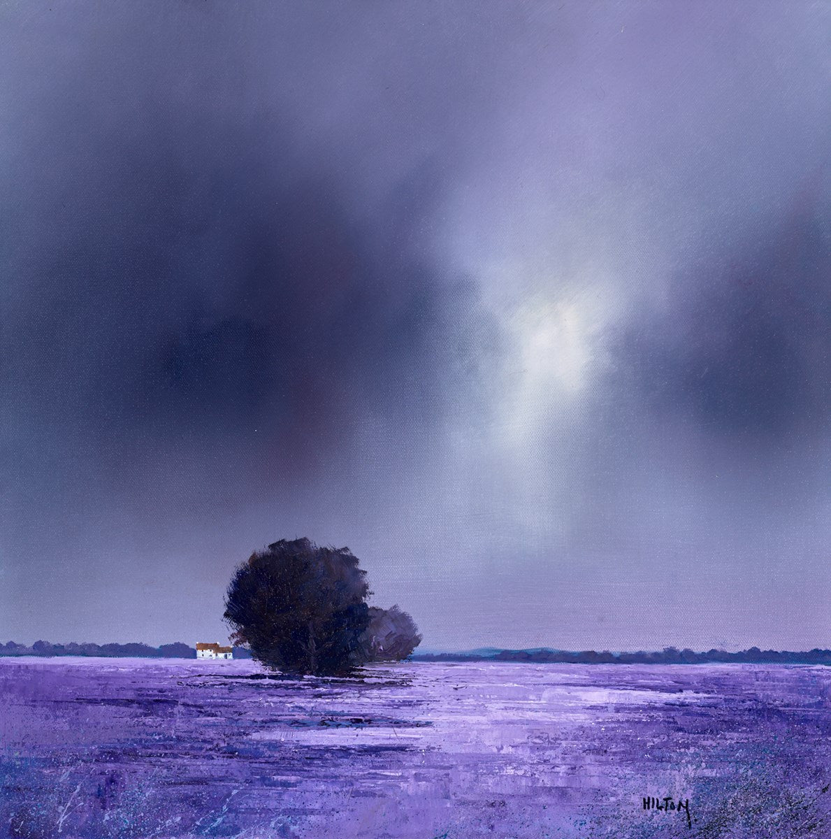 Moods of Lavender