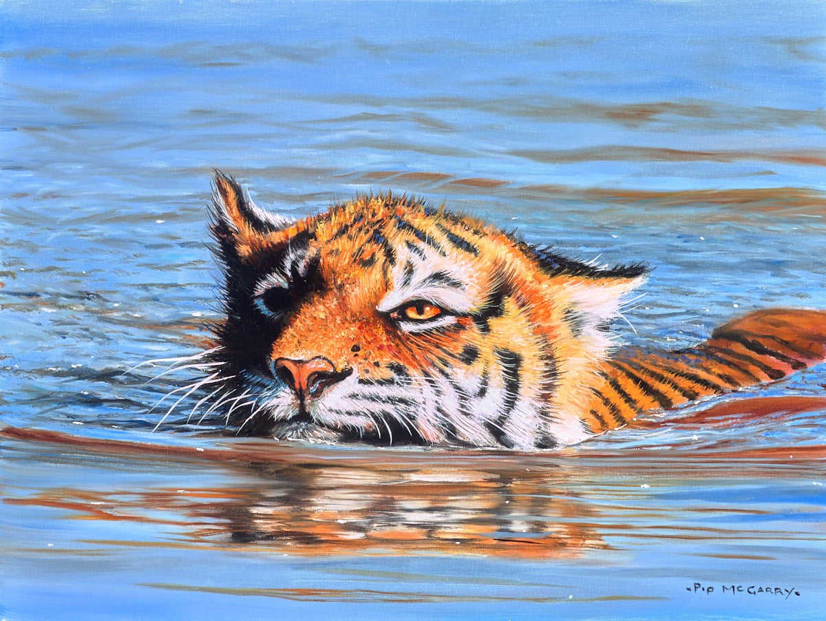 Tiger Cub Swimming
