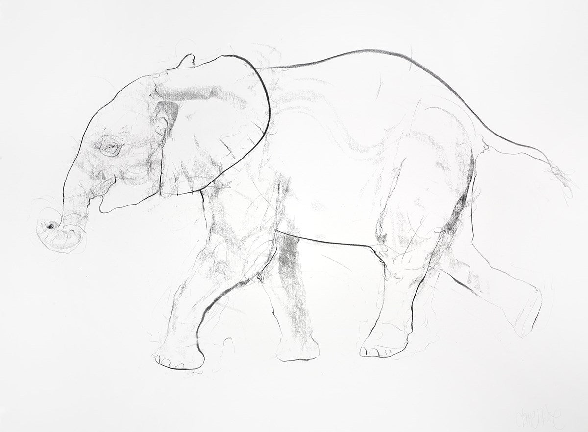 Young Elephant Sketch X