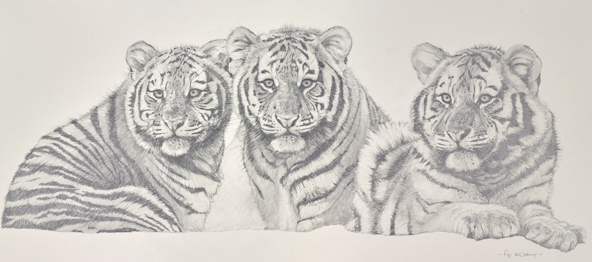 The Tiger Trio