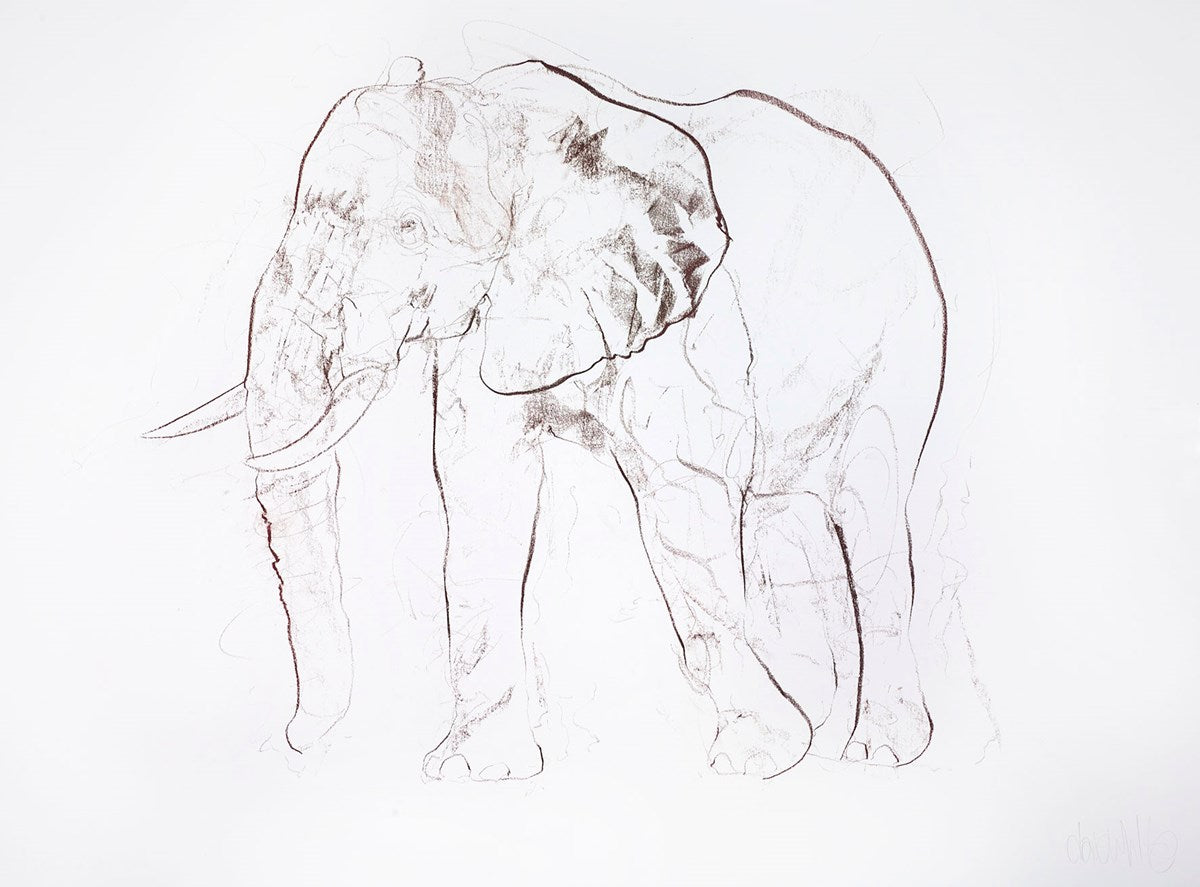 Young African Bull Study