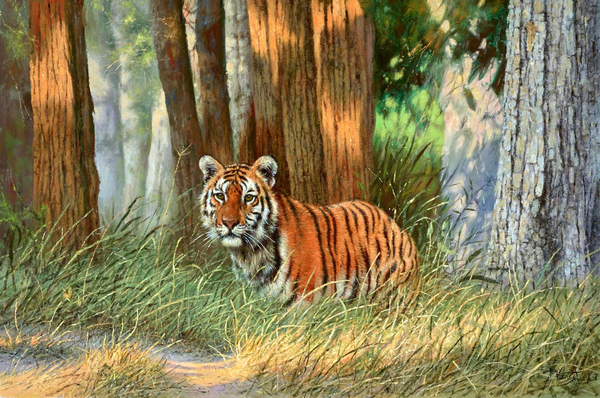 Young Tiger, Pench National Park, India