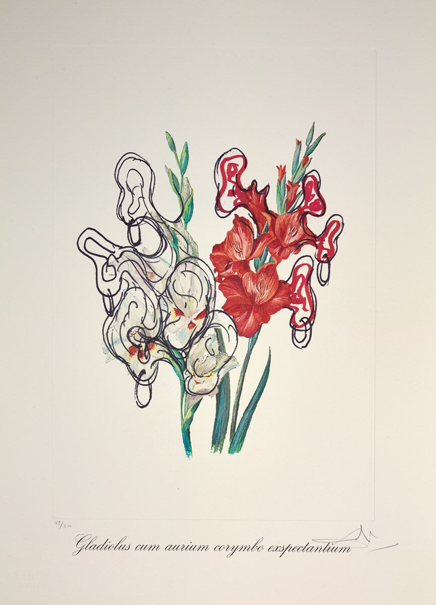 Gladiolus cum aurium corymbo expectantium