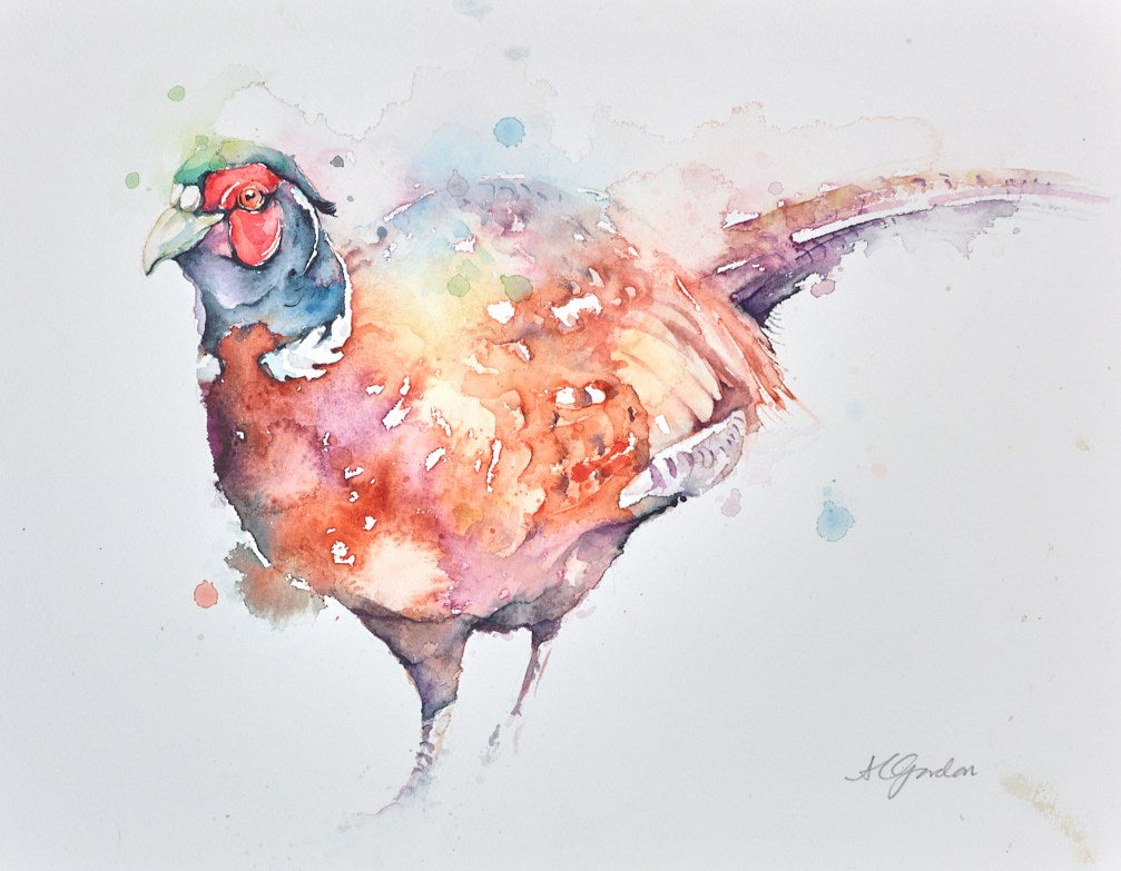 Handsome Male Pheasant