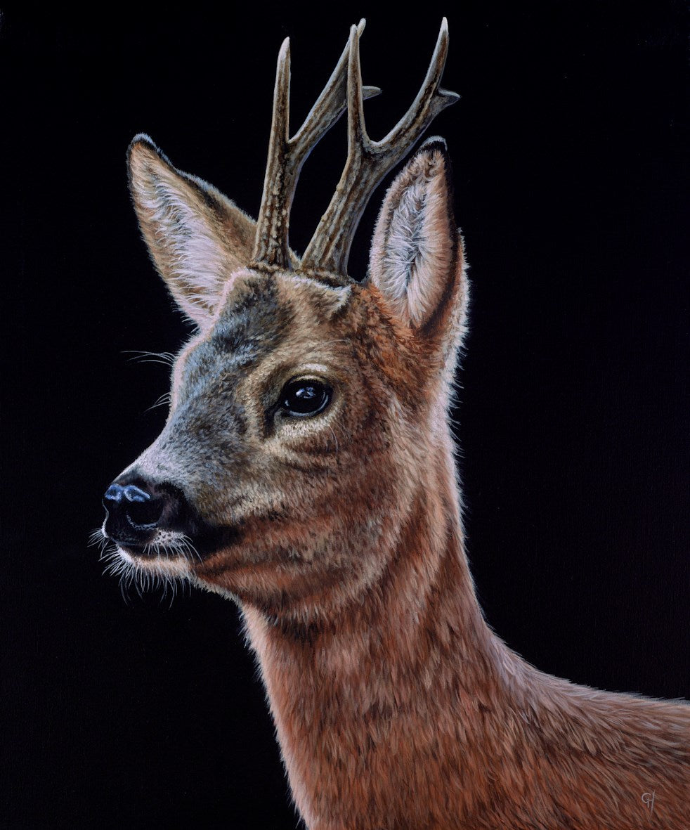 Fawn