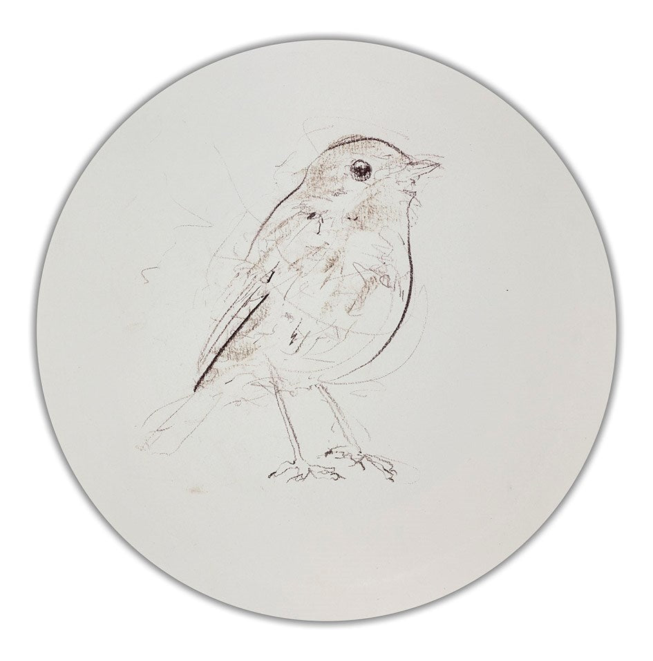 Robin Sketch III
