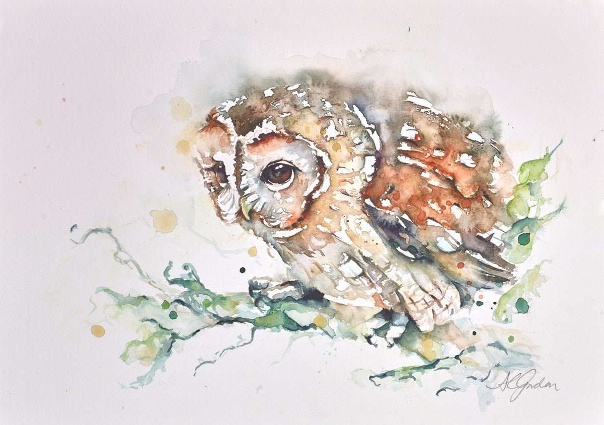 Tawny Owl