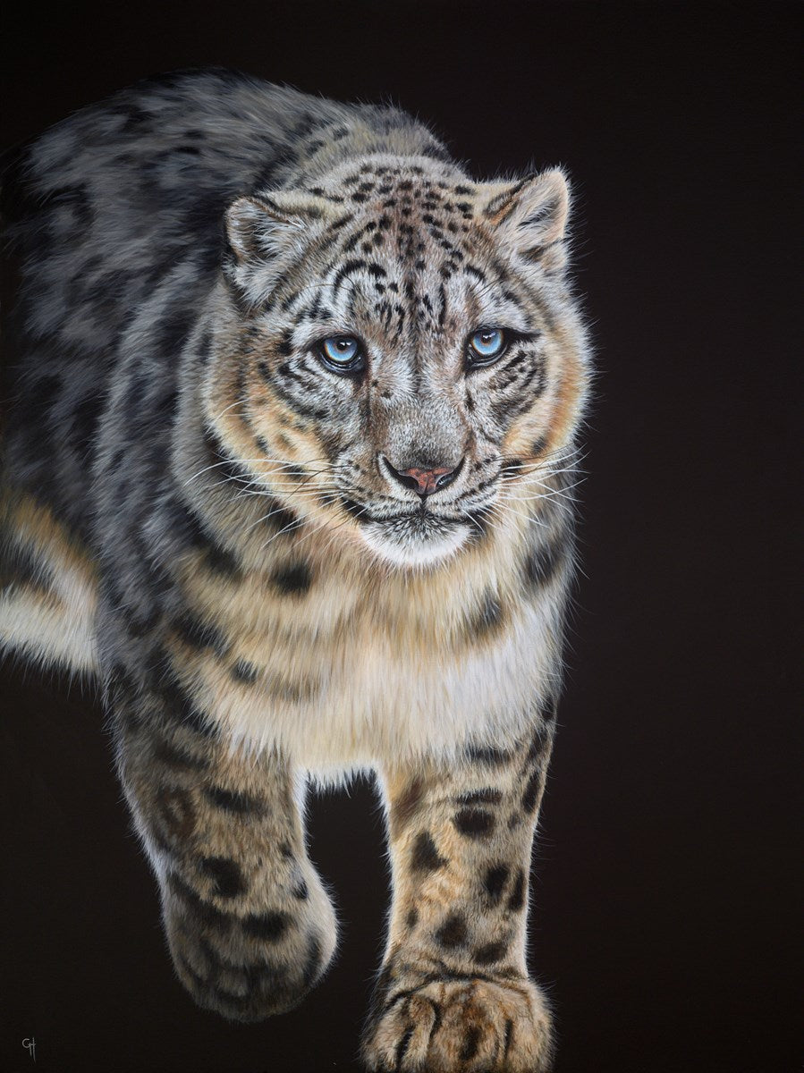Snow Leopard Stalking