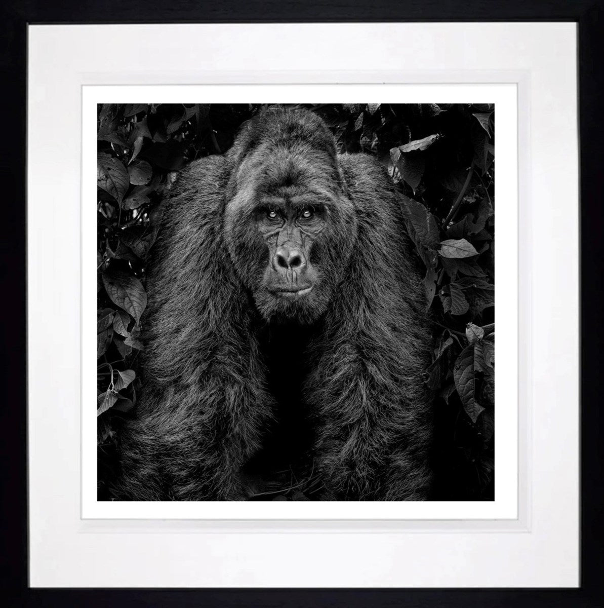 Kong (Framed)