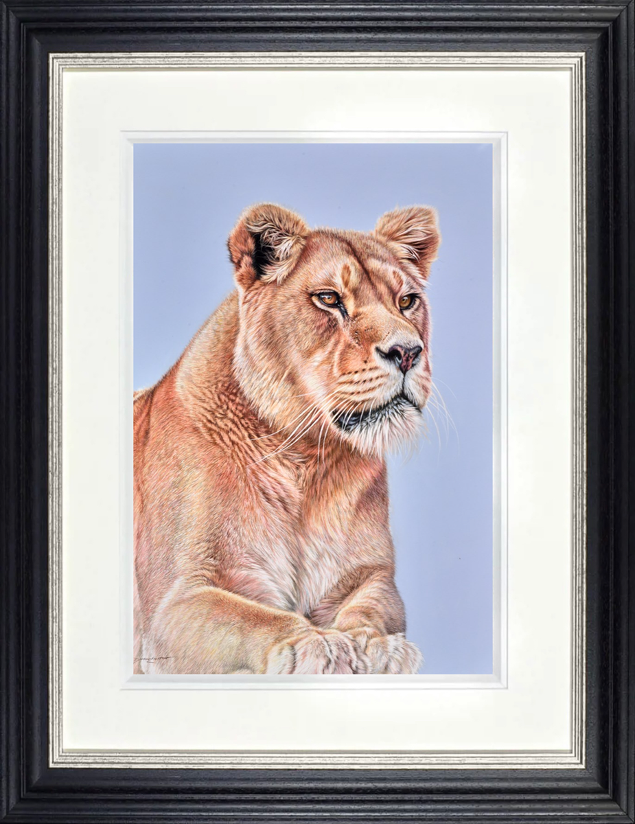 Lioness Resting (Framed)