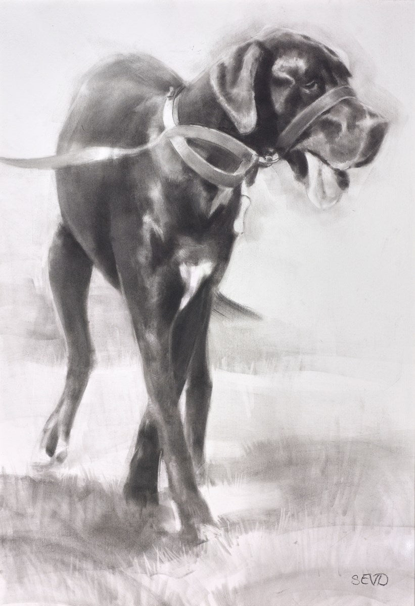 Handsome Boy (Great Dane)