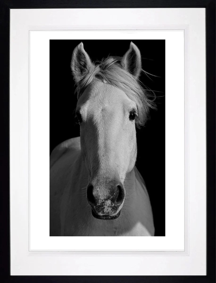 Equus