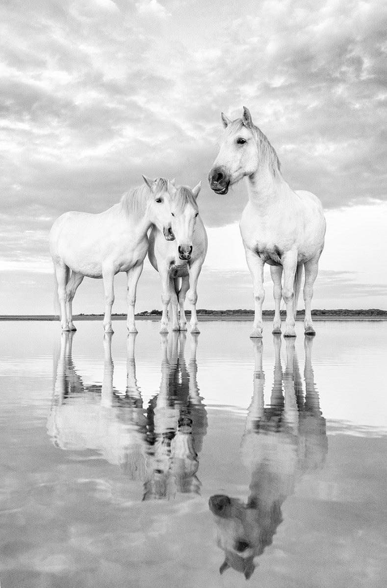 Morning Reflections (Medium)