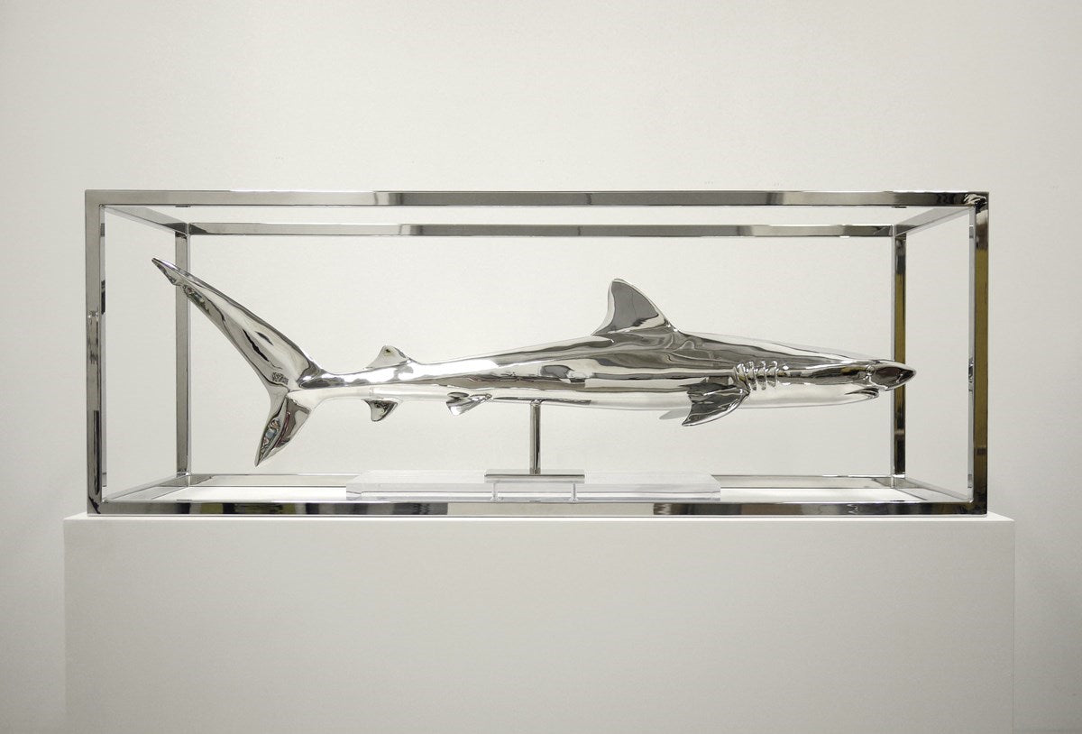 Study of Captivity (Tiger Shark)