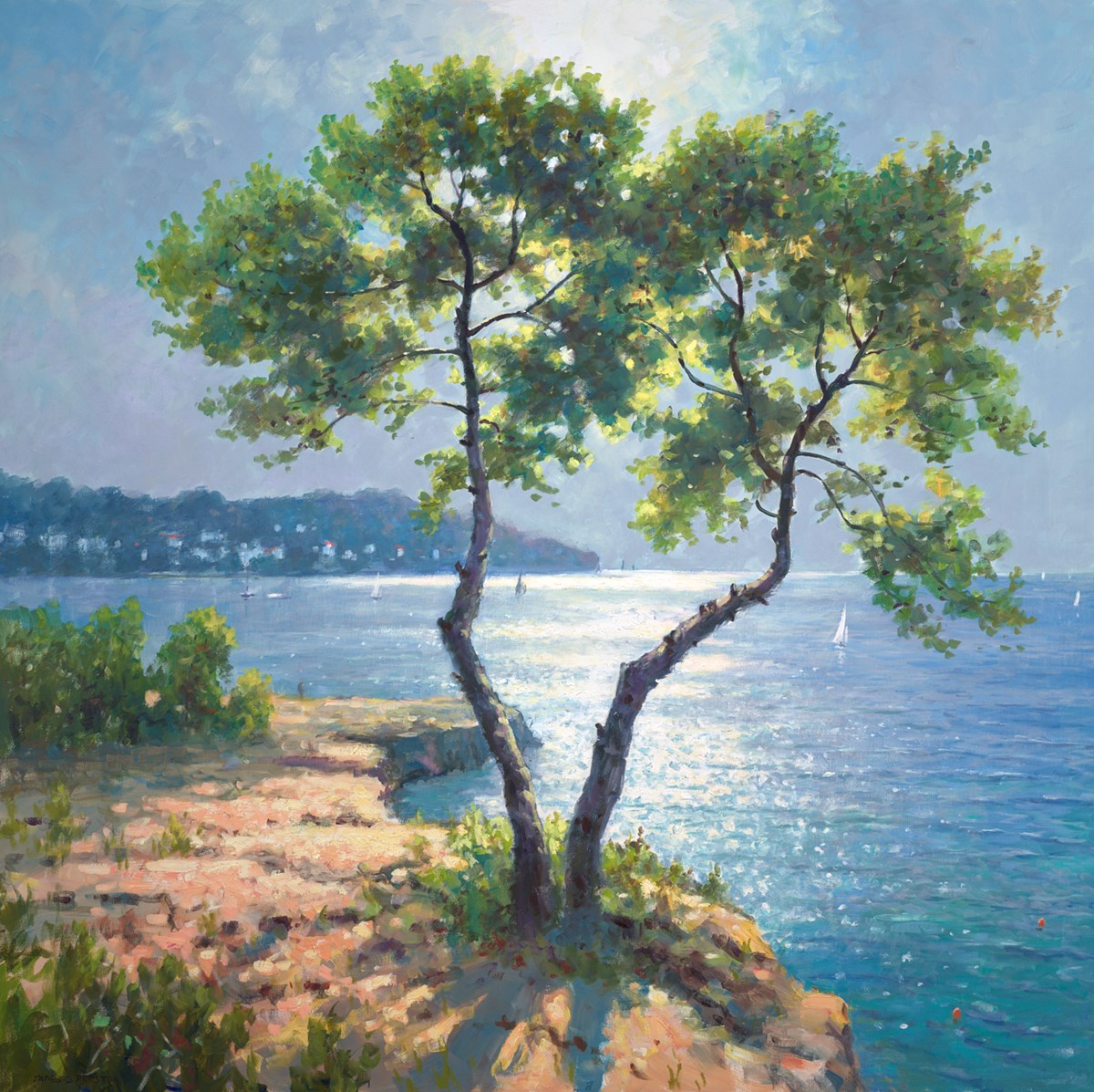 Tree San Antonio