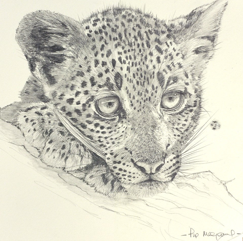 Shy Leopard Cub