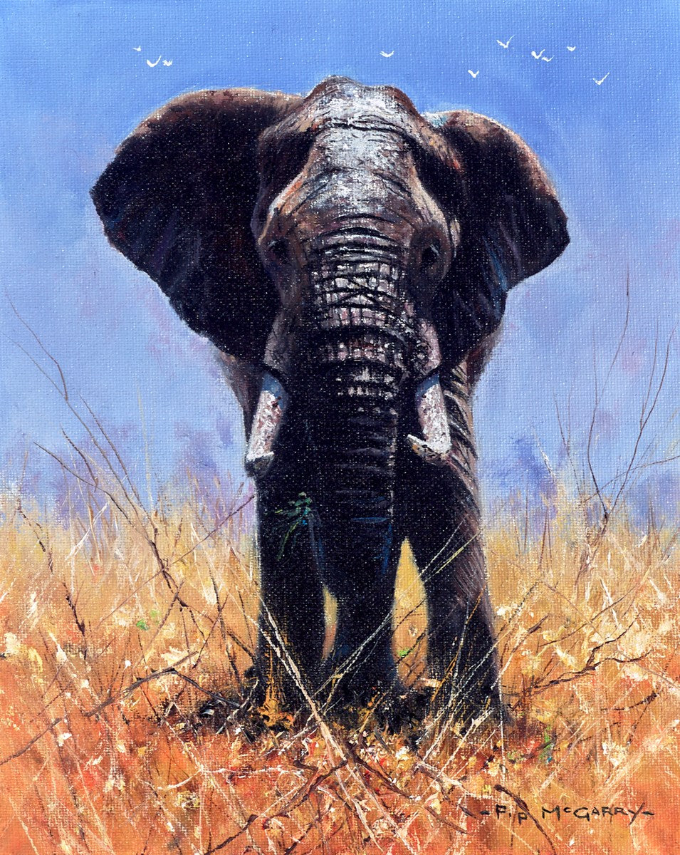 Maasai Elephant Bull