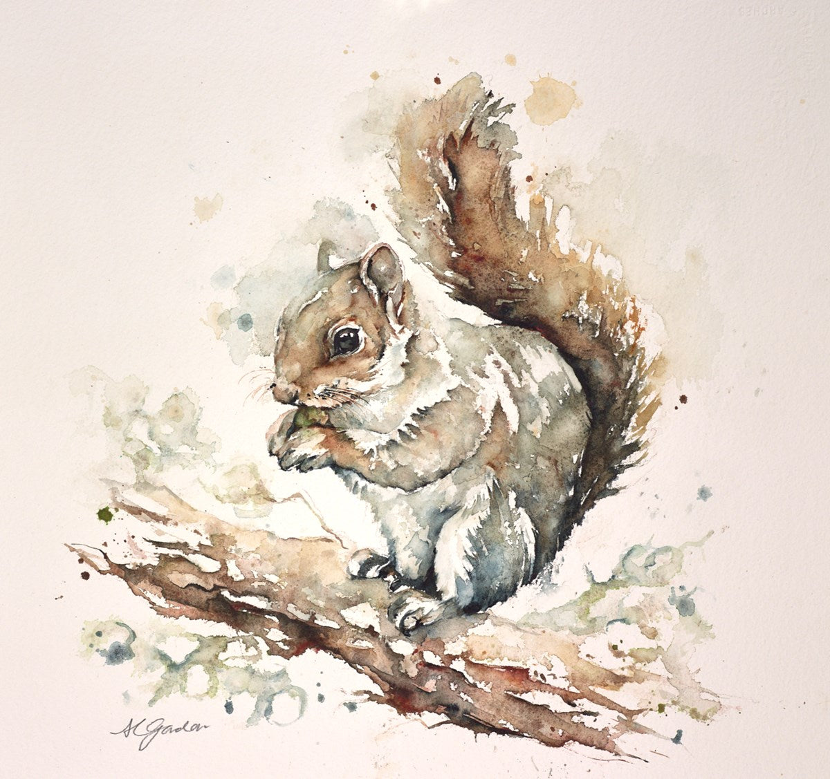 Grey Squirrel with Nut