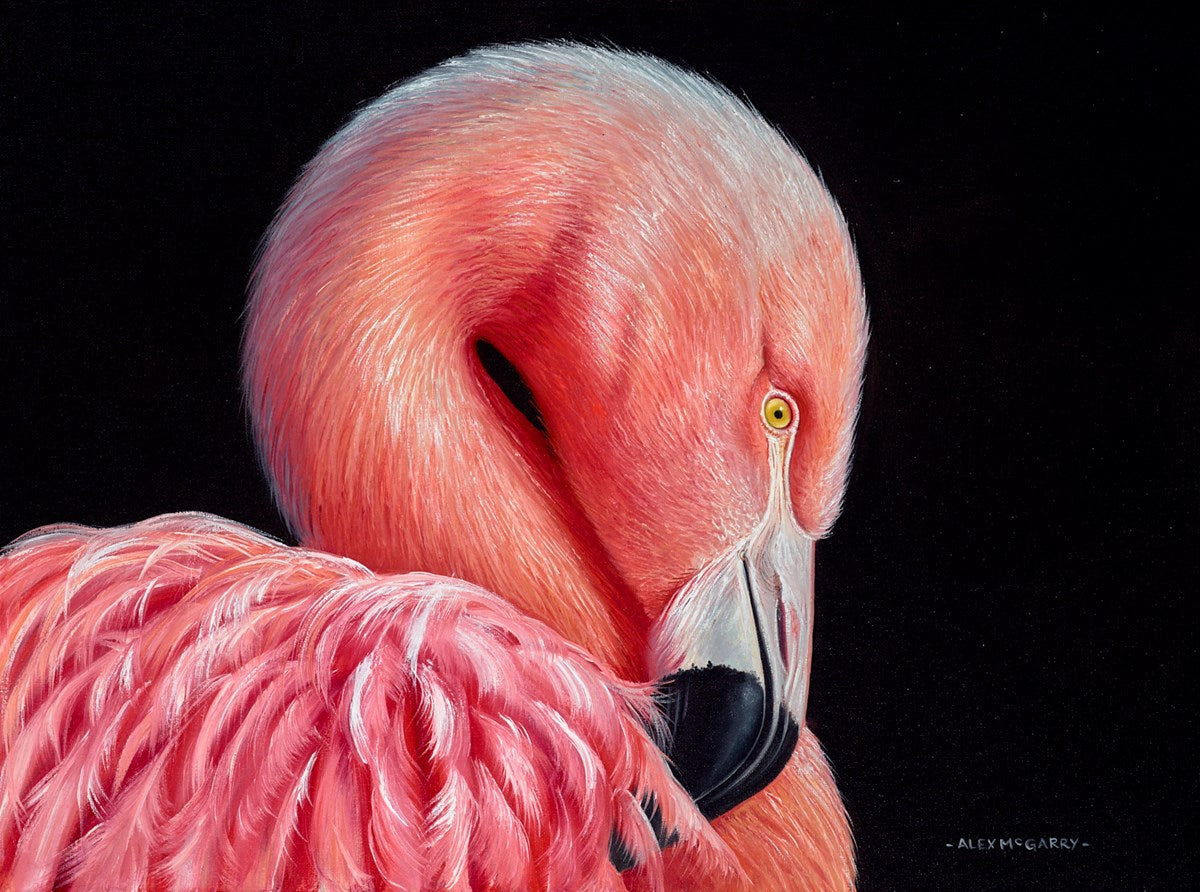 Flamingo