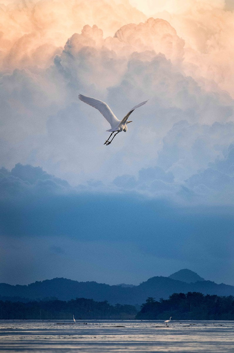 Flight of Fancy