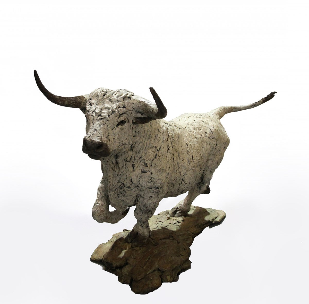 White Park Bull - 2017