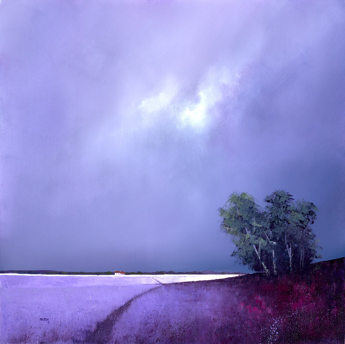 Fields of Lavender IV