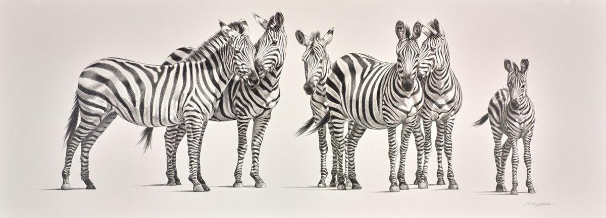 Zebra Herd