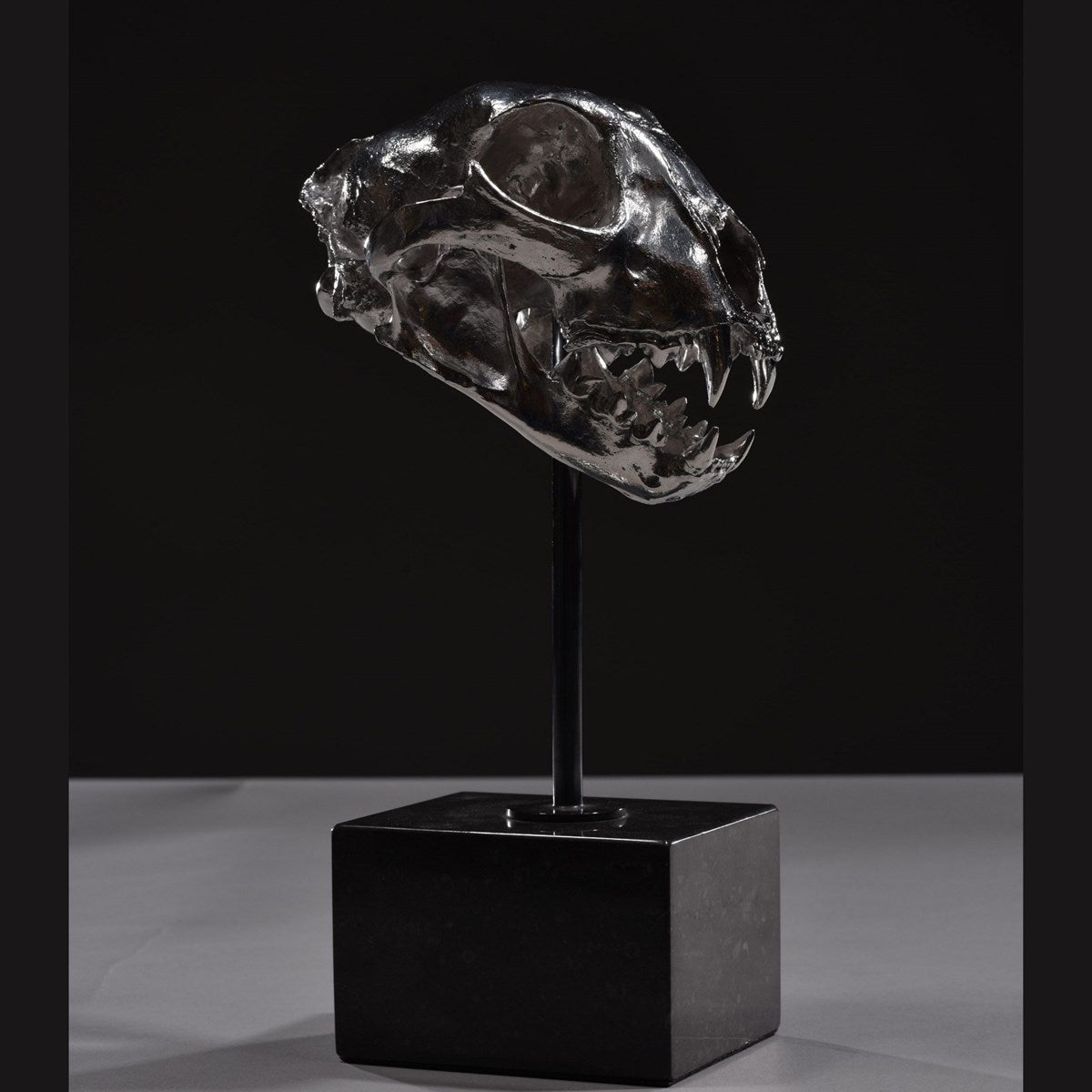 Cheetah Skull - 2020