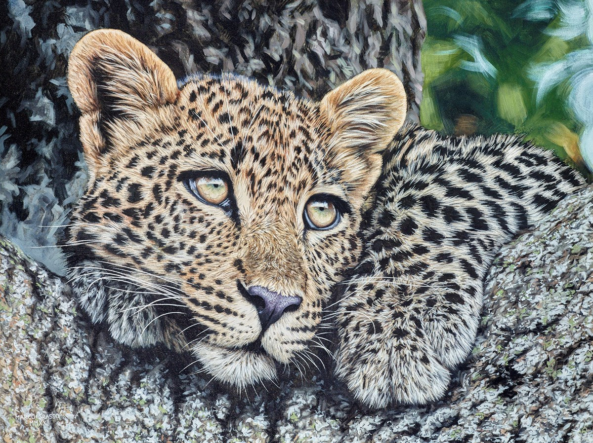 Young Leopard