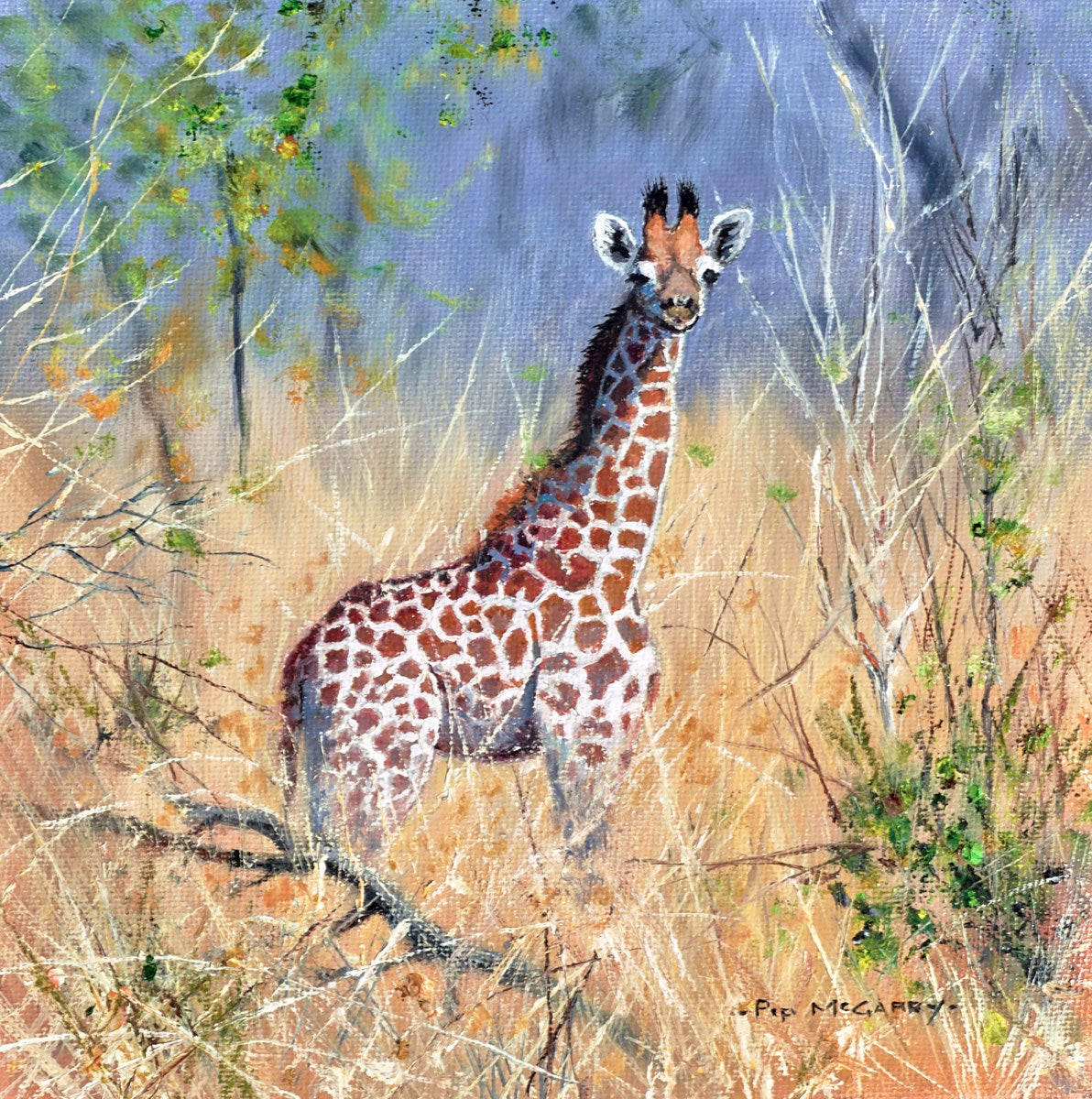 Baby Giraffe Botswana