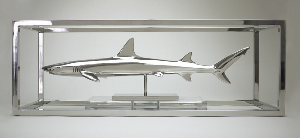 White Tip Reef Shark
