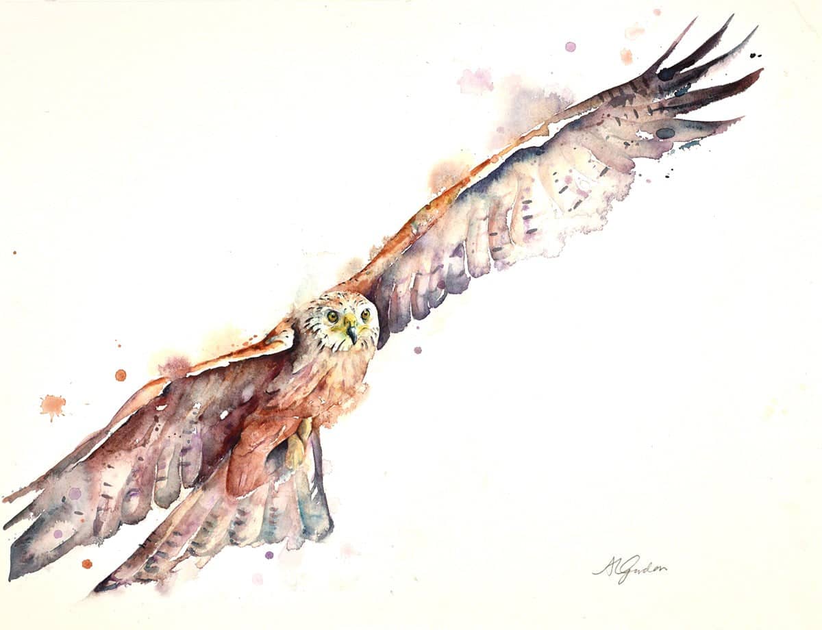 Soaring Red Kite
