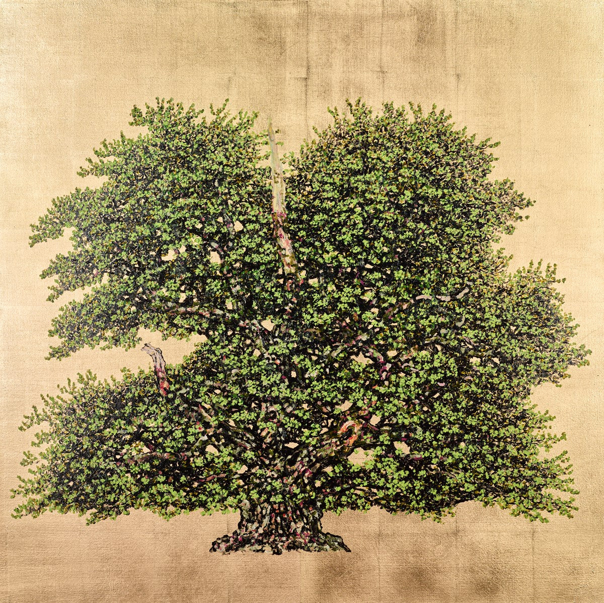 The Troubadour Oak