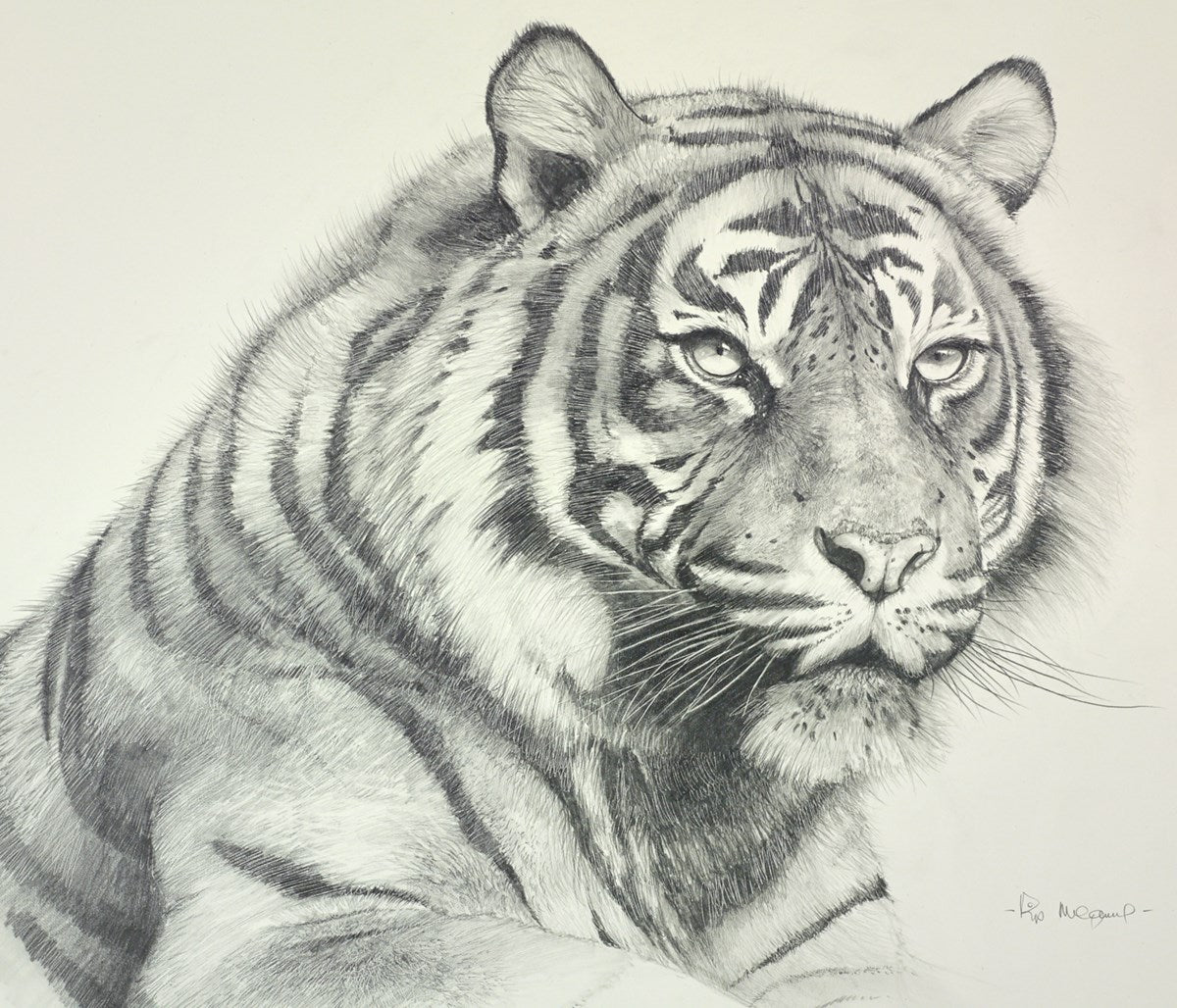 Sumatran Tiger